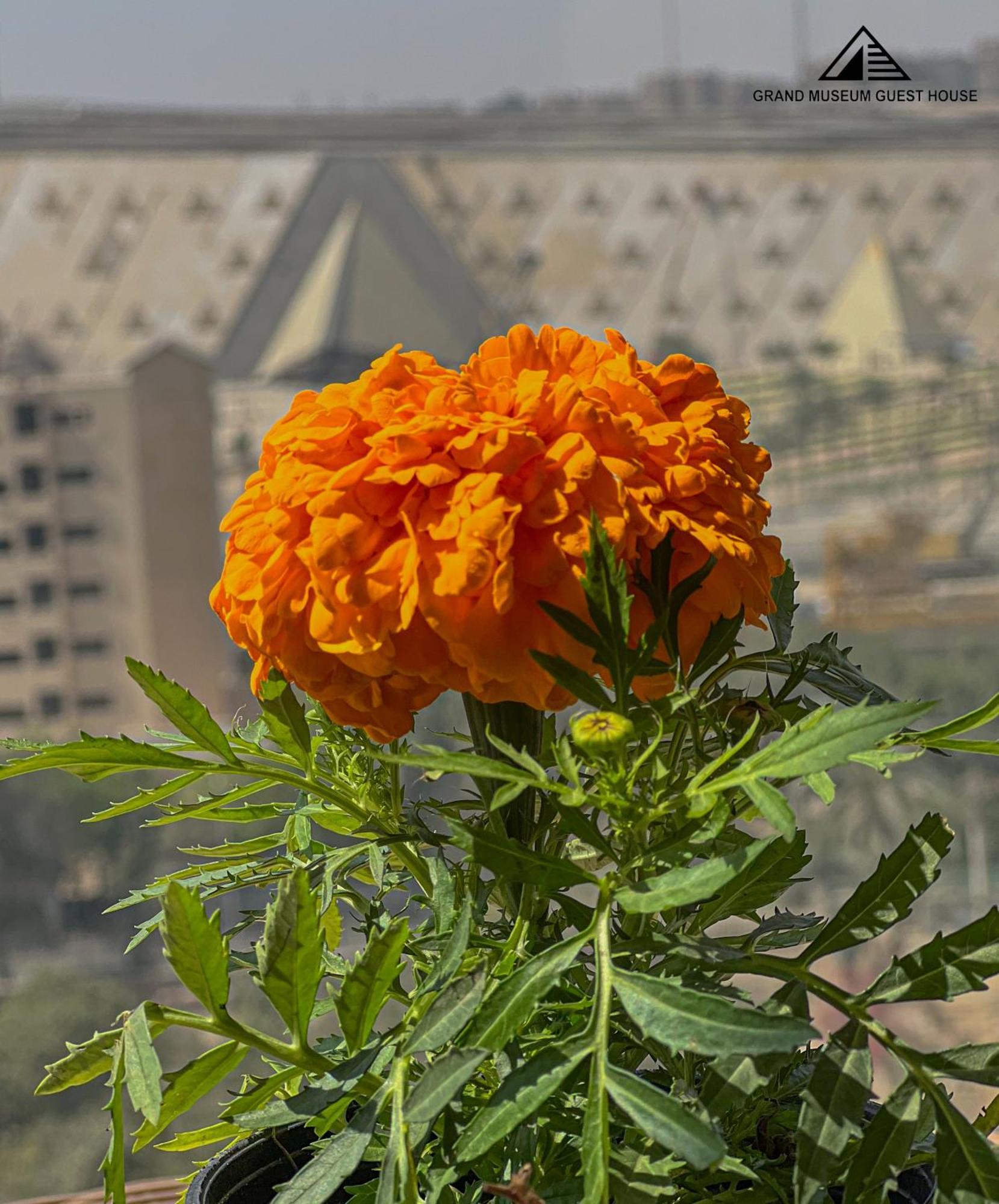 Grand Museum & Pyramids View Hotel Kafr Ghatati Ngoại thất bức ảnh